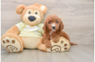 Smart Mini Goldendoodle Poodle Mix Pup