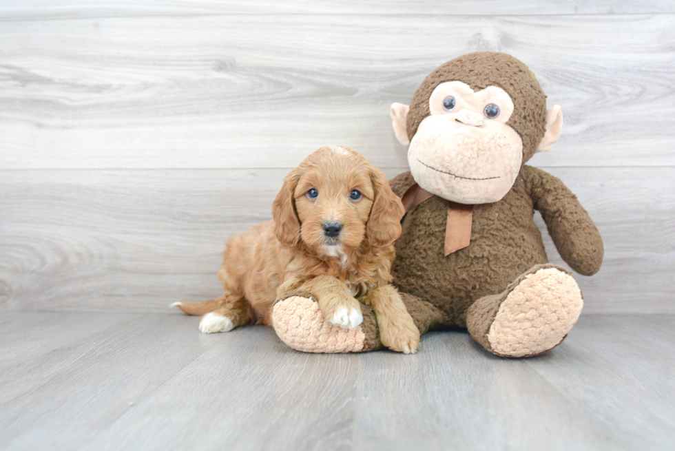 Mini Goldendoodle Puppy for Adoption