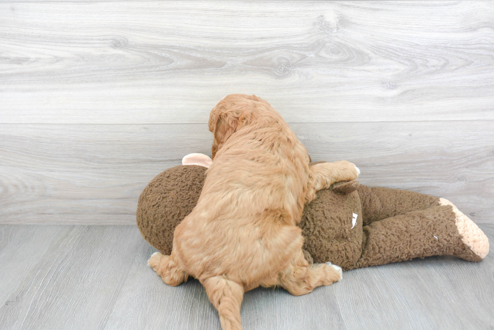 Energetic Golden Retriever Poodle Mix Puppy