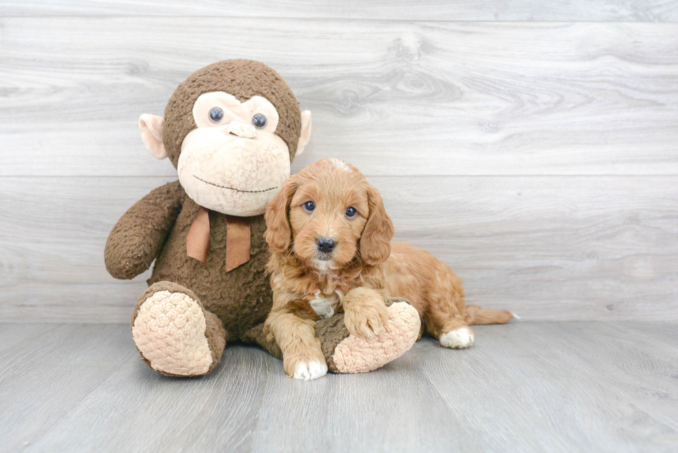 Mini Goldendoodle Puppy for Adoption