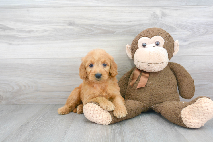 Funny Mini Goldendoodle Poodle Mix Pup