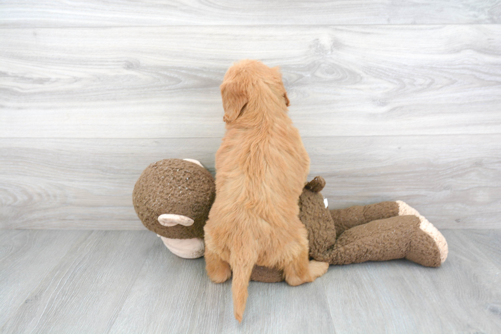 Friendly Mini Goldendoodle Baby