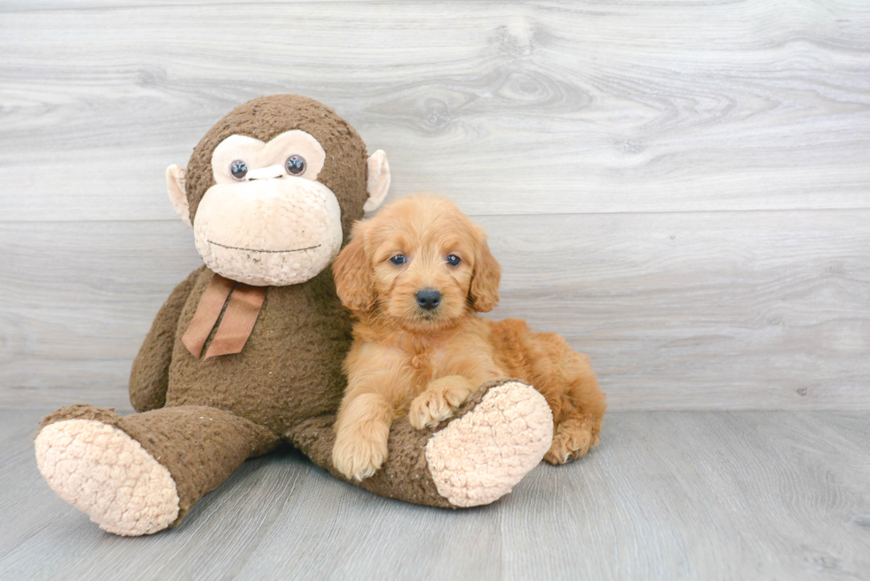 Best Mini Goldendoodle Baby