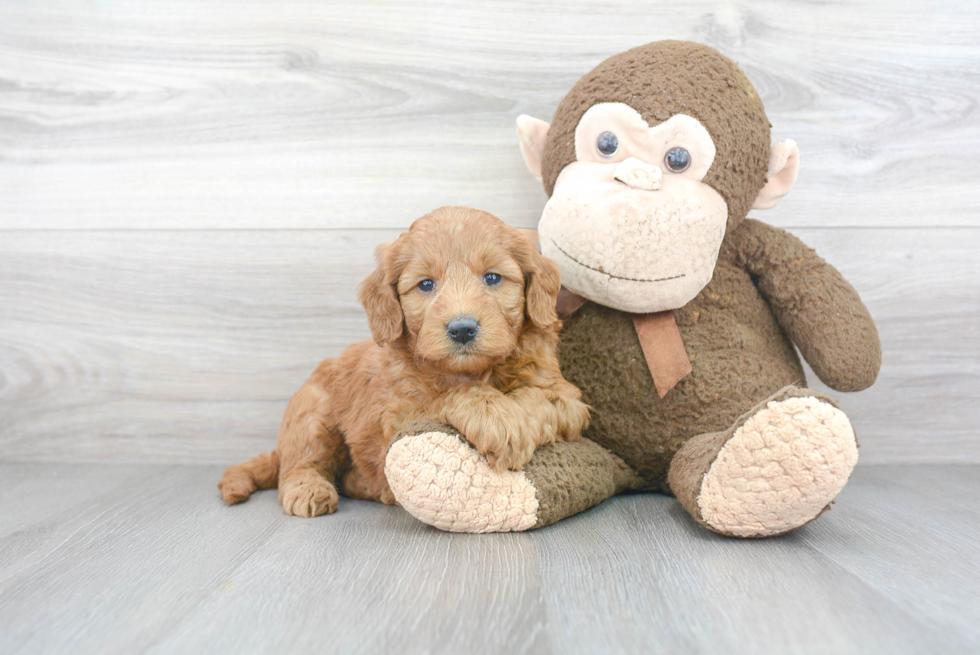 Smart Mini Goldendoodle Poodle Mix Pup