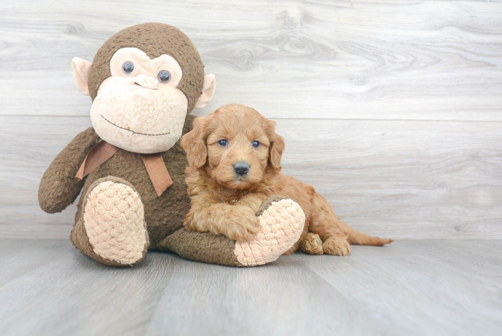 Popular Mini Goldendoodle Poodle Mix Pup