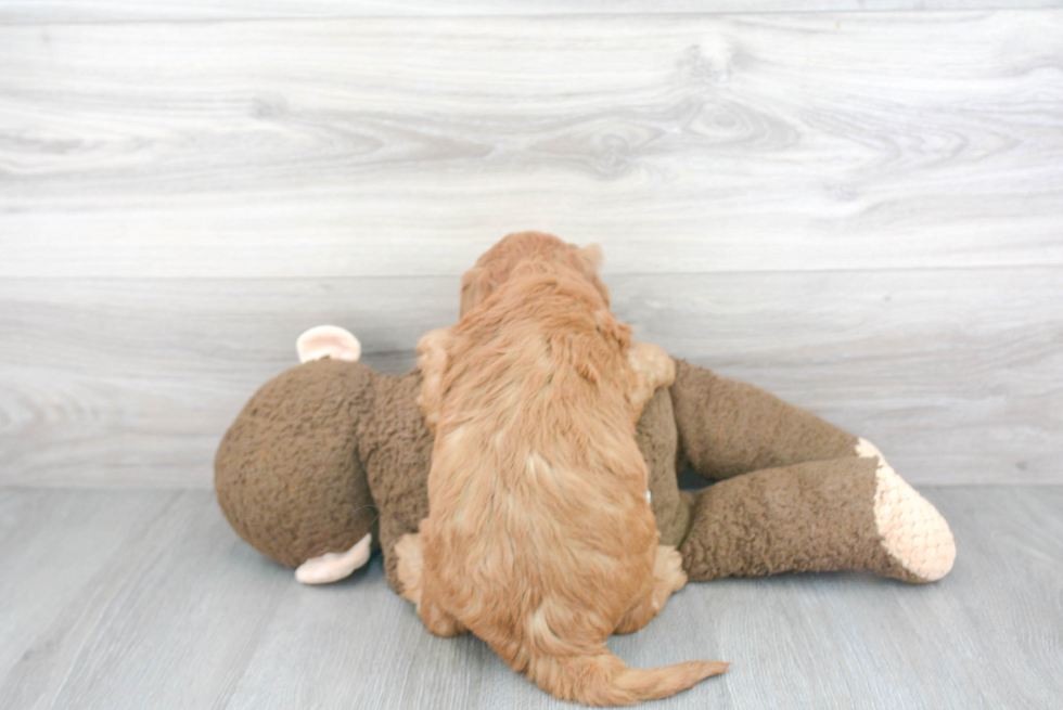 Best Mini Goldendoodle Baby