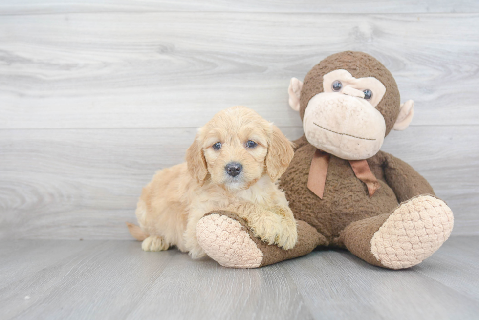 Best Mini Goldendoodle Baby