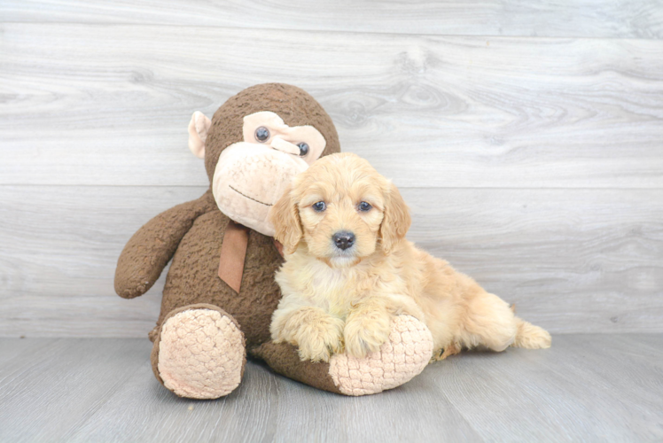 Smart Mini Goldendoodle Poodle Mix Pup