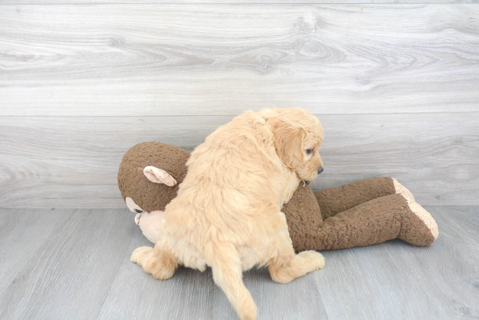 Best Mini Goldendoodle Baby