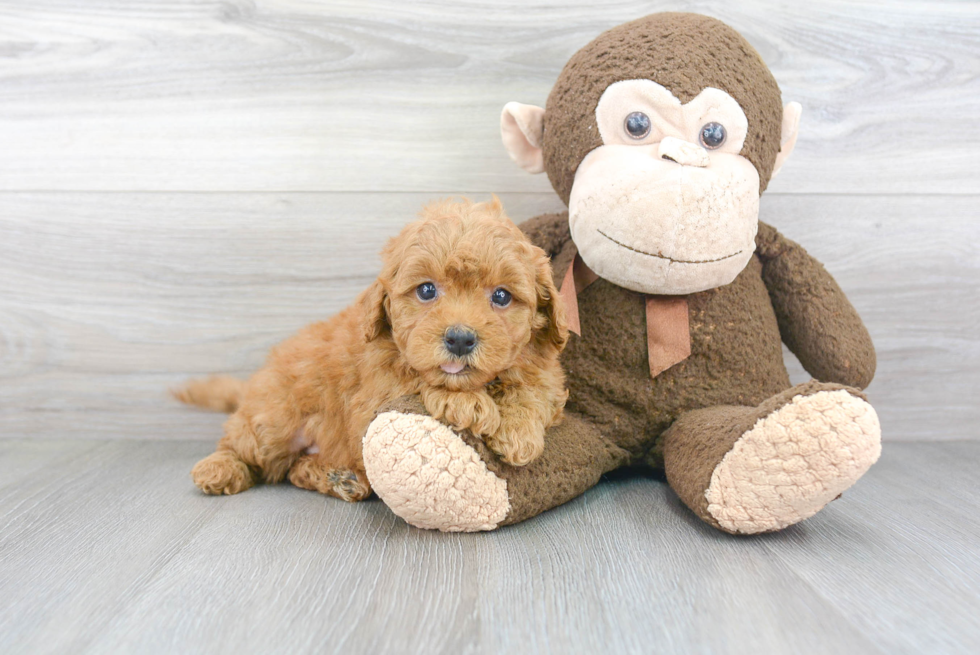 Adorable Golden Retriever Poodle Mix Puppy