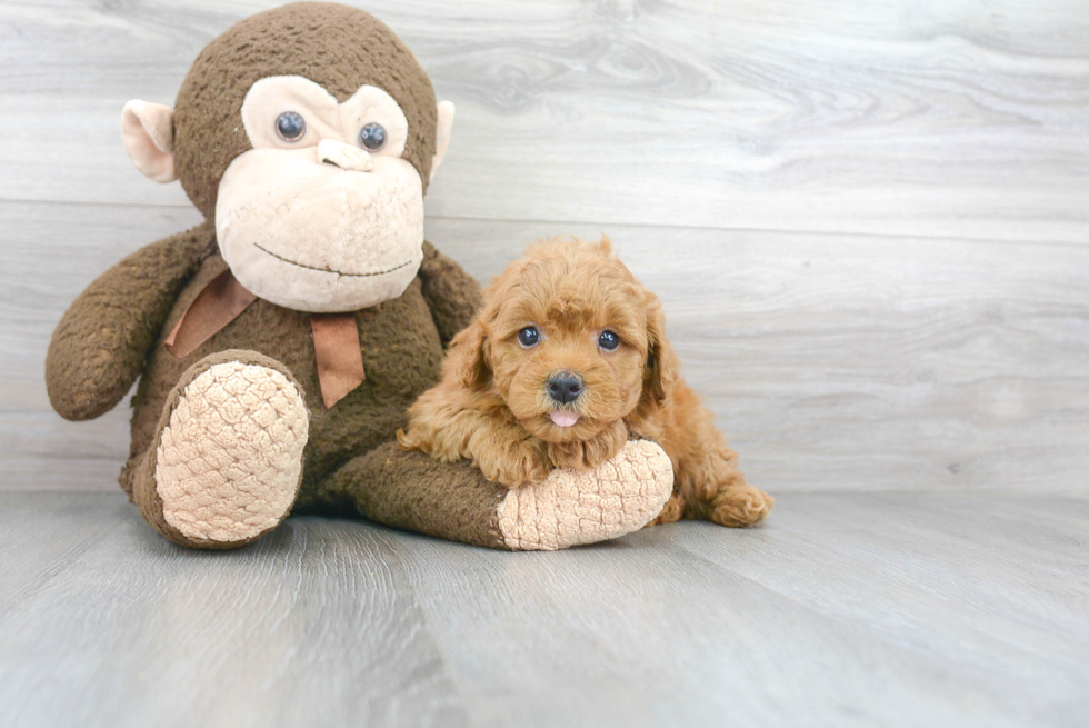 Funny Mini Goldendoodle Poodle Mix Pup