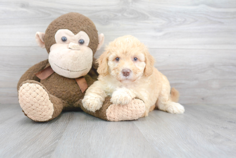 Mini Goldendoodle Puppy for Adoption