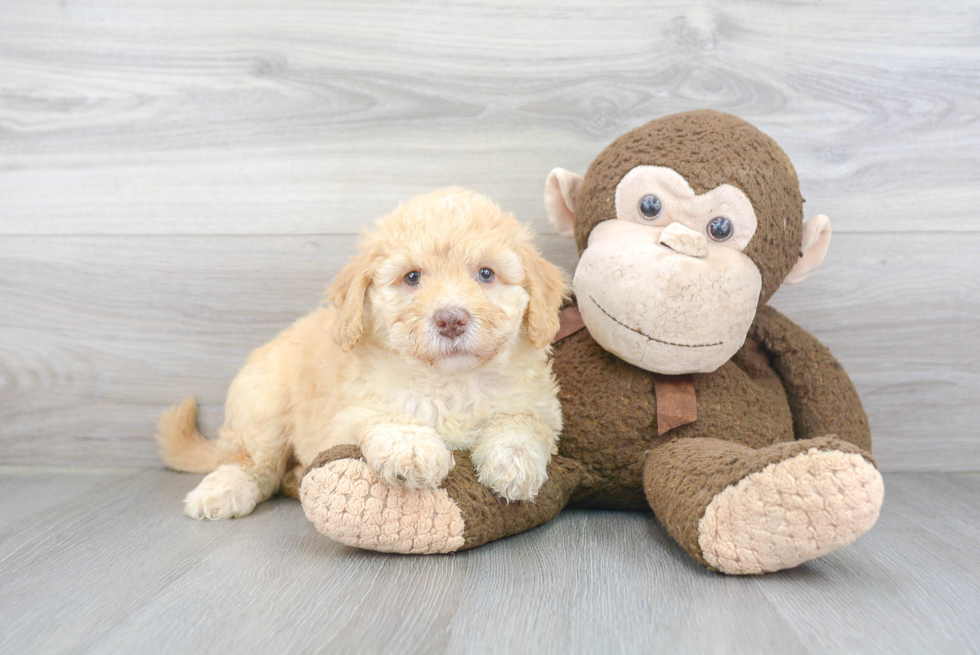 Little Golden Retriever Poodle Mix Puppy