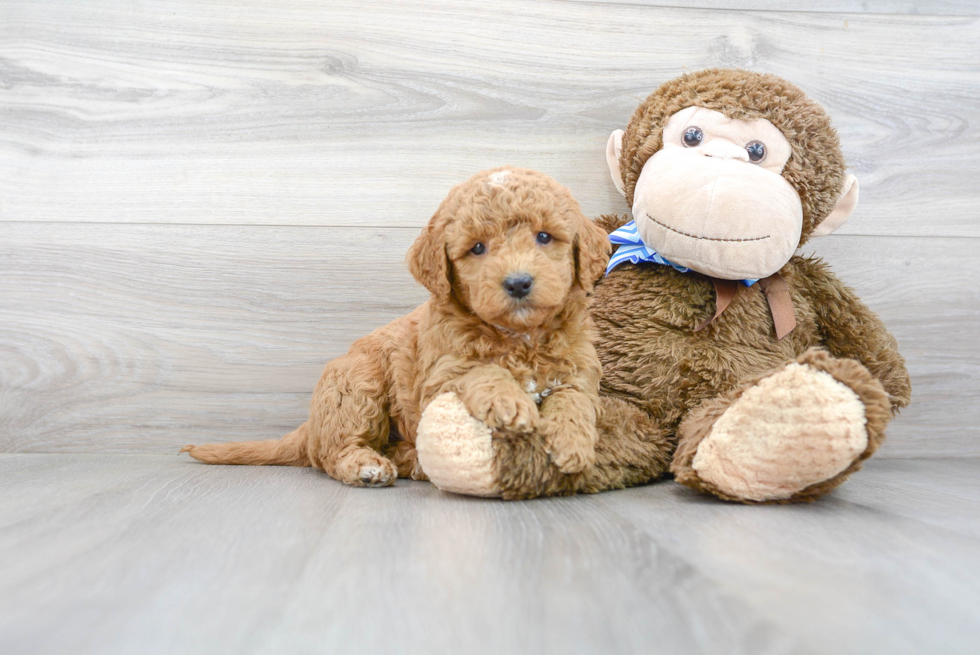 Mini Goldendoodle Pup Being Cute