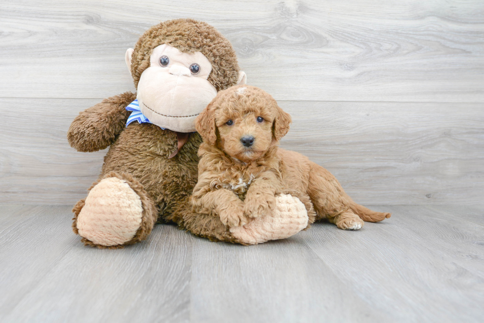 Energetic Golden Retriever Poodle Mix Puppy