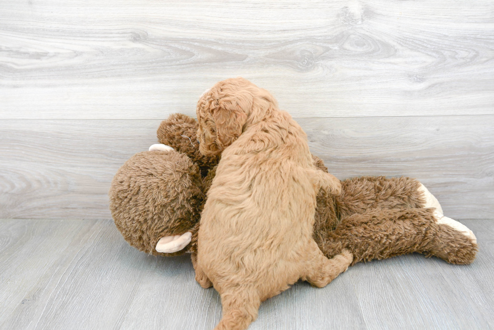 Friendly Mini Goldendoodle Baby