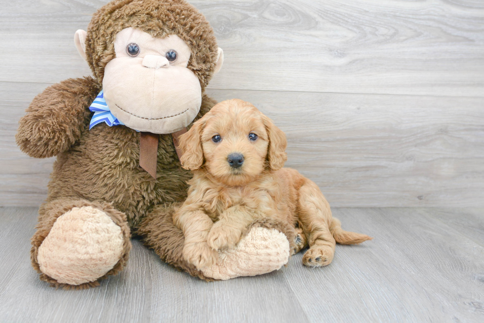 Sweet Mini Goldendoodle Baby