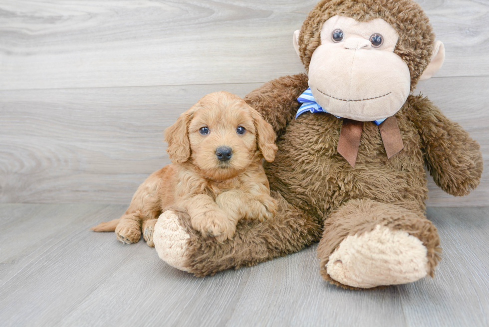 Friendly Mini Goldendoodle Baby