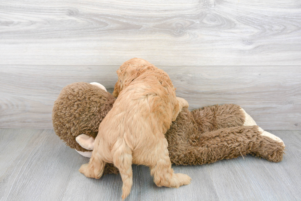 Funny Mini Goldendoodle Poodle Mix Pup