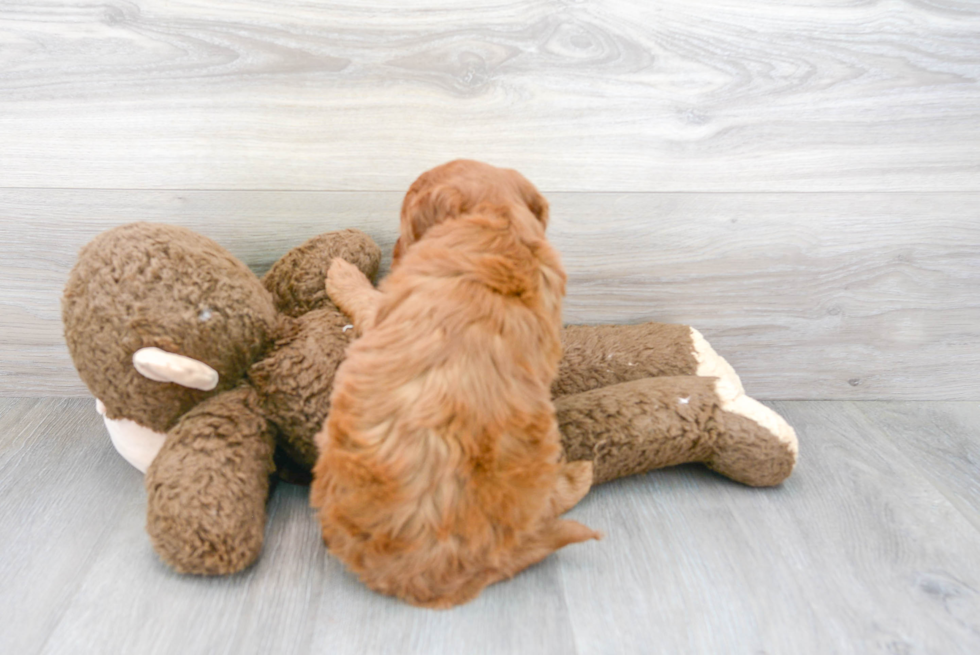 Hypoallergenic Golden Retriever Poodle Mix Puppy