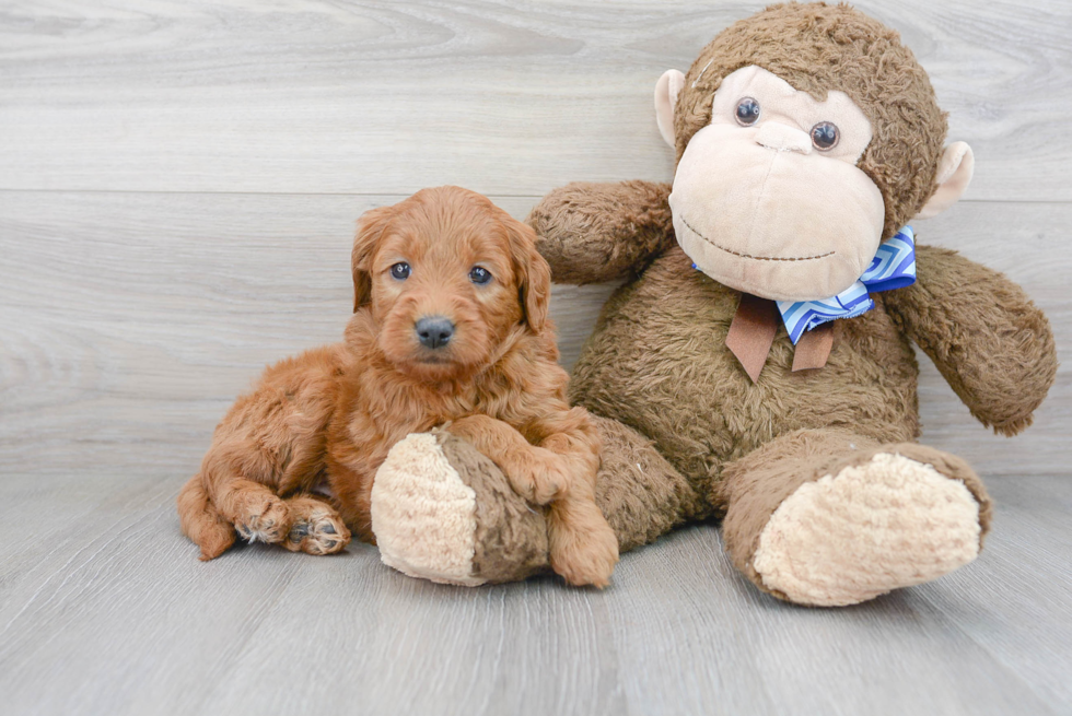 Hypoallergenic Golden Retriever Poodle Mix Puppy