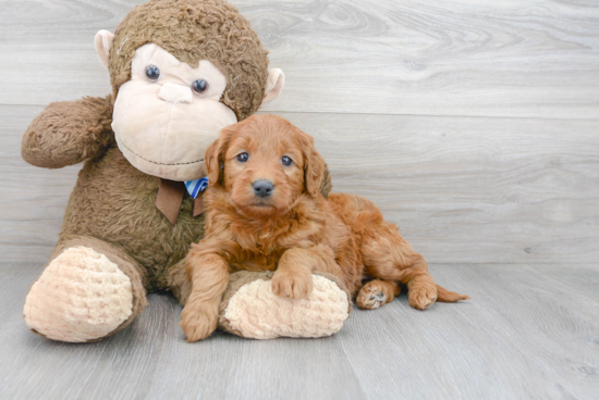 Fluffy Mini Goldendoodle Poodle Mix Pup