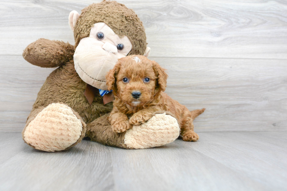 Sweet Mini Goldendoodle Baby