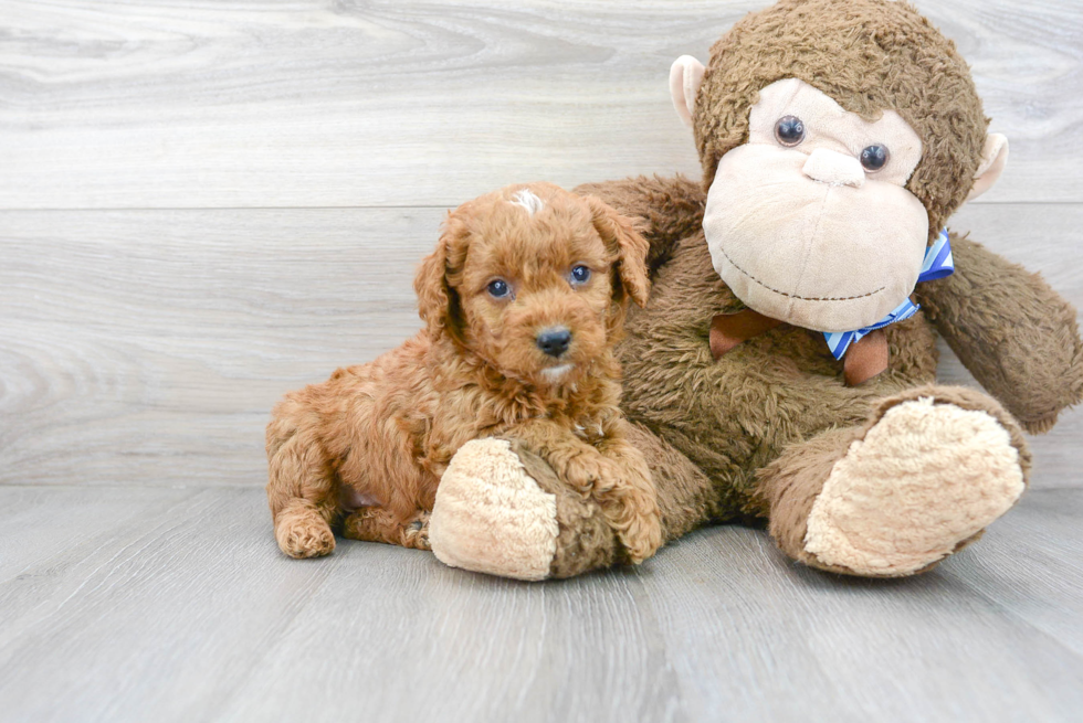 Cute Mini Goldendoodle Baby