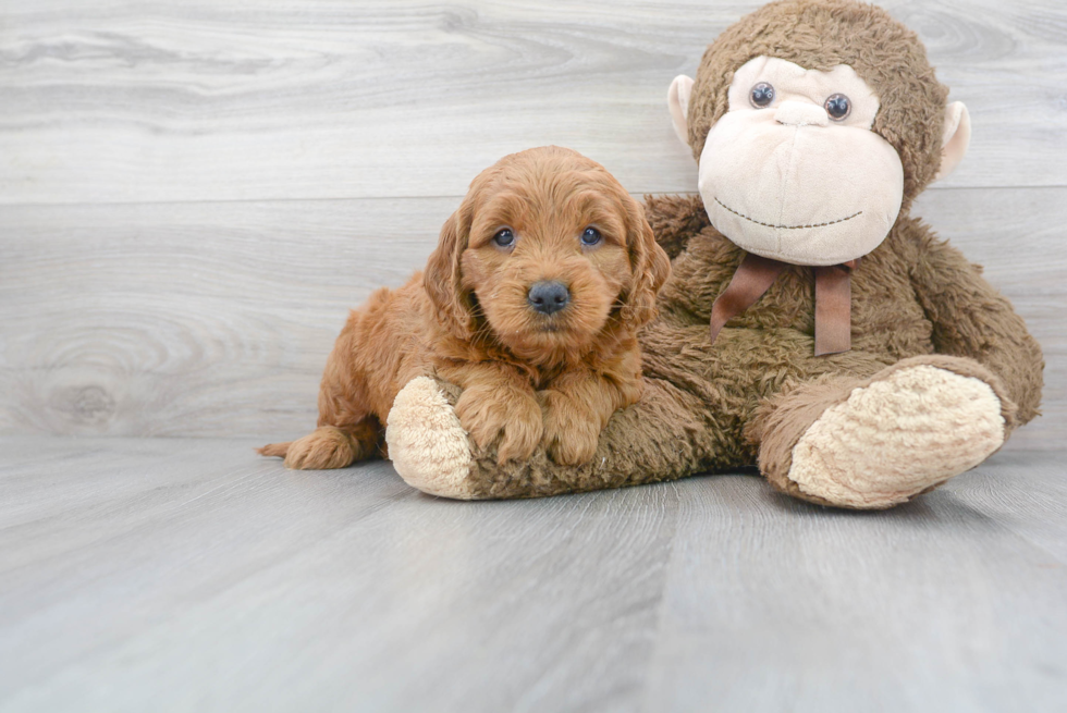 Best Mini Goldendoodle Baby