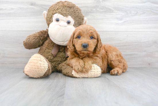 Sweet Mini Goldendoodle Baby