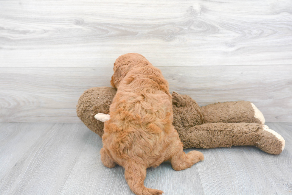 Best Mini Goldendoodle Baby