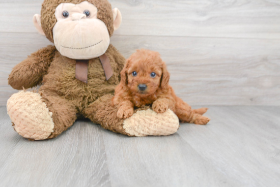 Small Mini Goldendoodle Baby