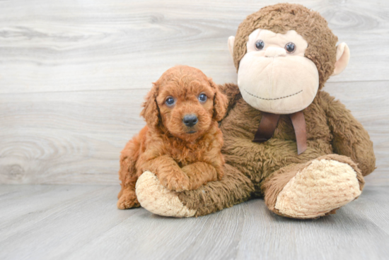 Funny Mini Goldendoodle Poodle Mix Pup