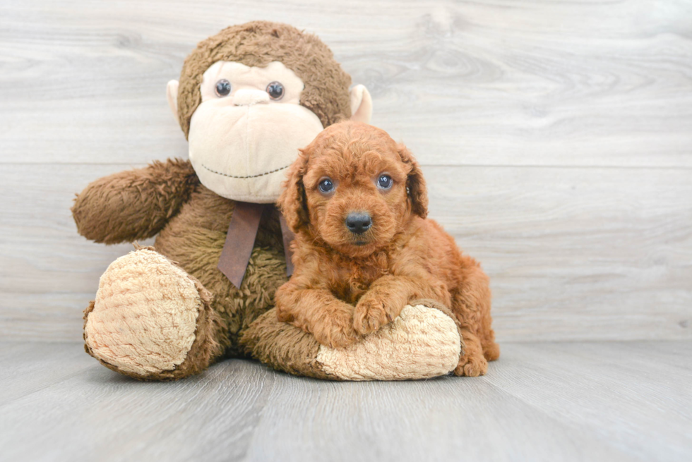 Smart Mini Goldendoodle Poodle Mix Pup