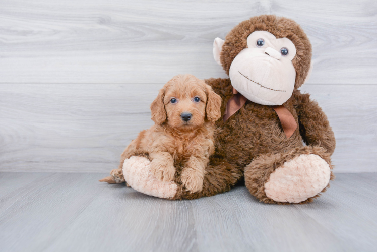 Mini Goldendoodle Puppy for Adoption