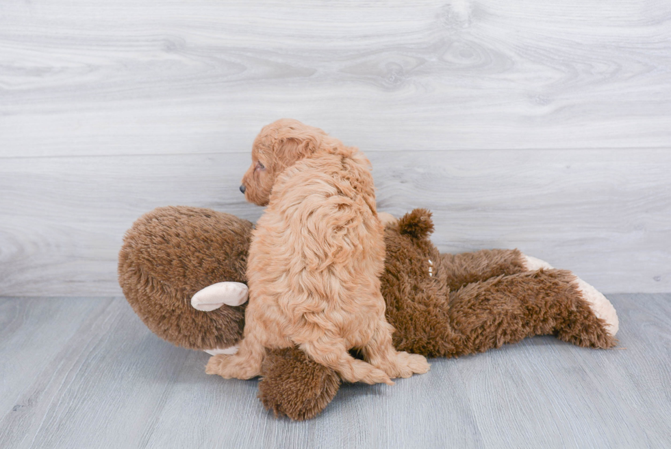 Mini Goldendoodle Pup Being Cute