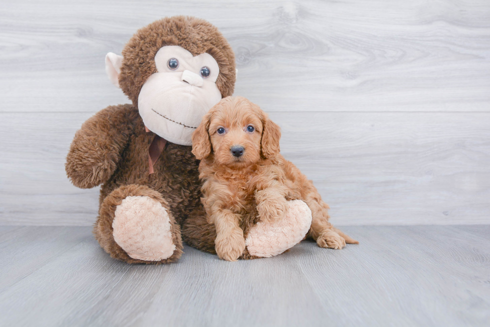 Best Mini Goldendoodle Baby