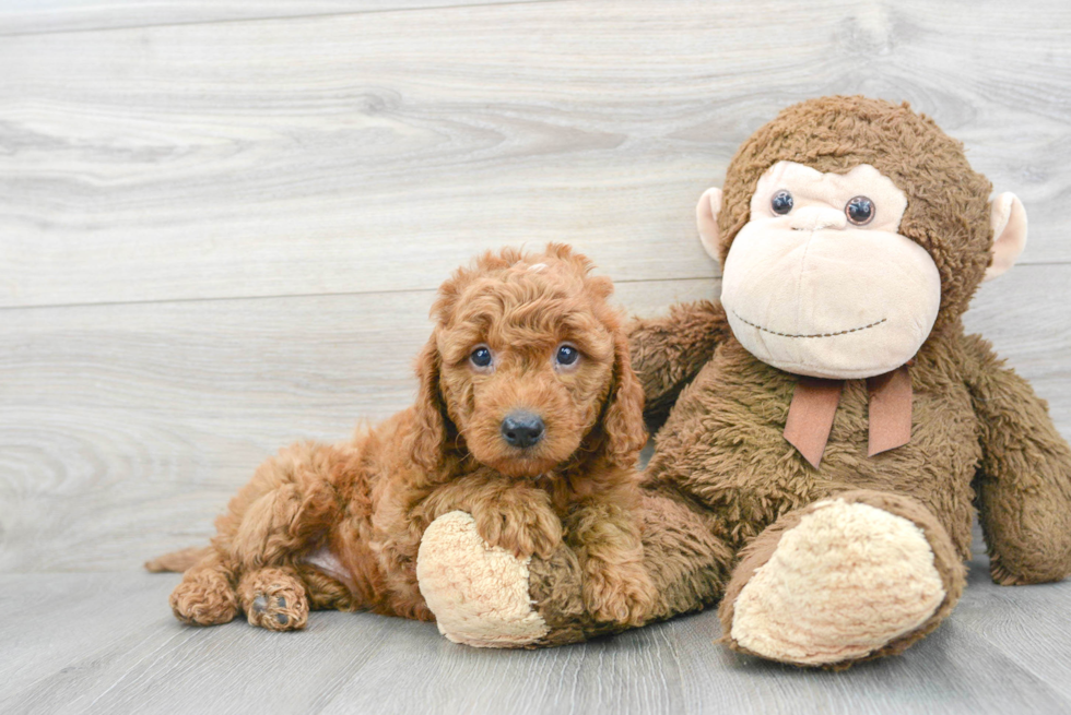 Smart Mini Goldendoodle Poodle Mix Pup