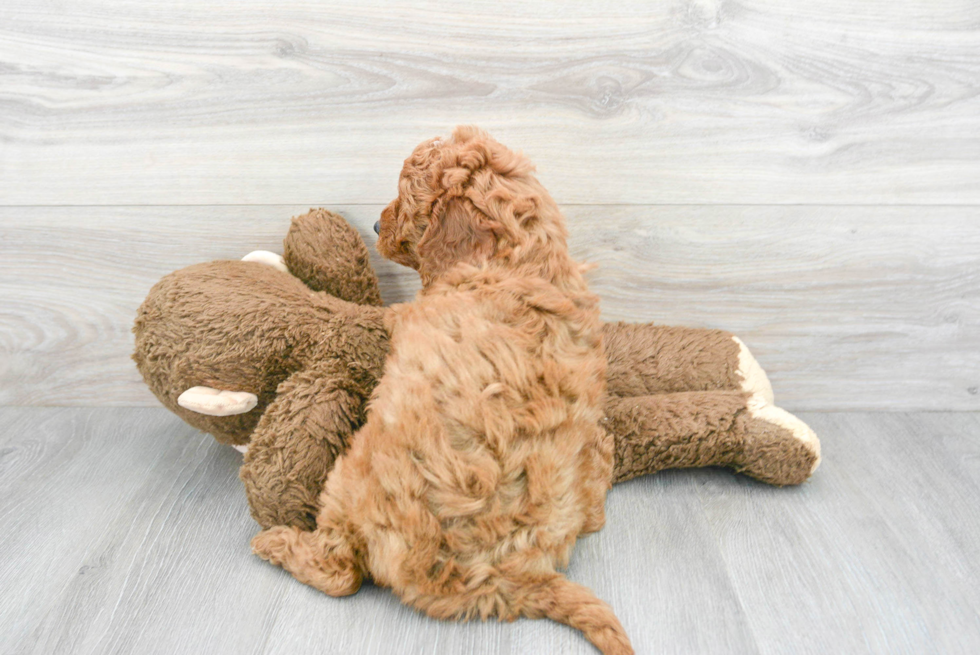 Little Golden Retriever Poodle Mix Puppy