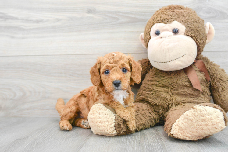 Popular Mini Goldendoodle Poodle Mix Pup