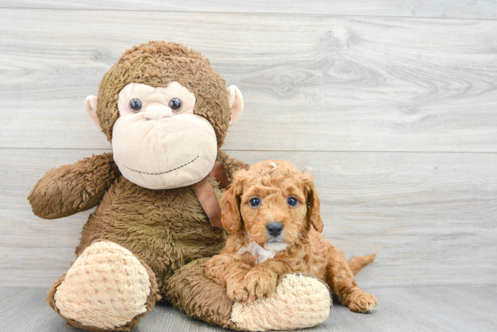 Petite Mini Goldendoodle Poodle Mix Pup