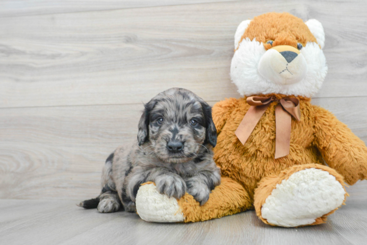 Best Mini Goldendoodle Baby