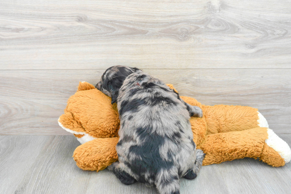 Sweet Mini Goldendoodle Baby