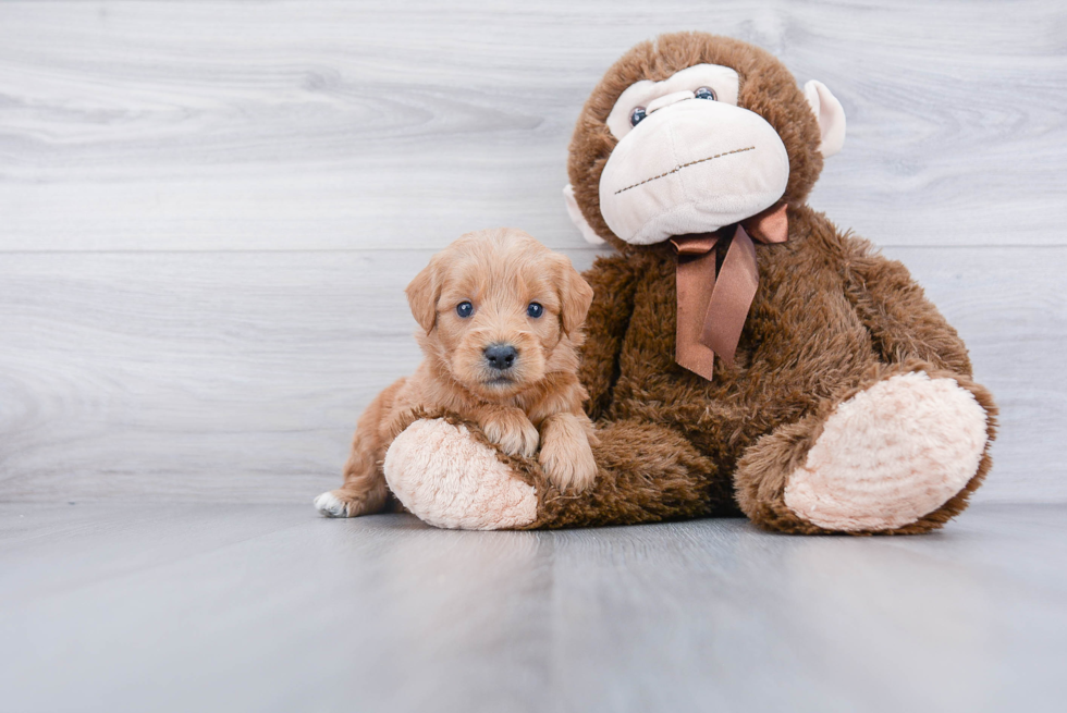 Mini Goldendoodle Pup Being Cute