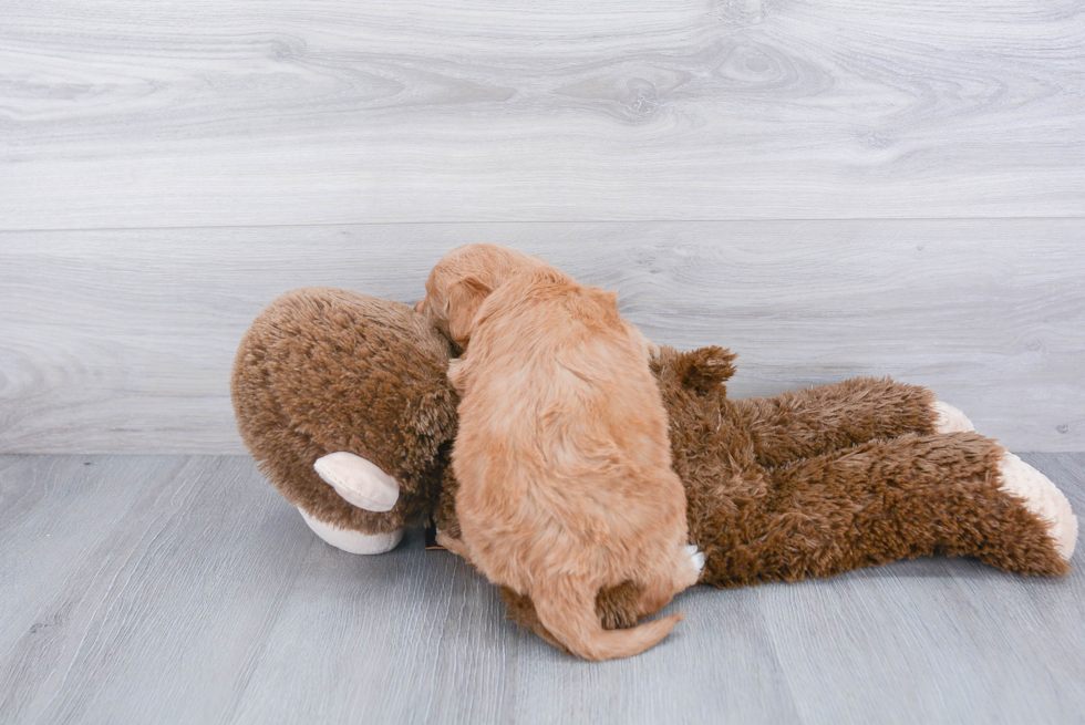 Fluffy Mini Goldendoodle Poodle Mix Pup