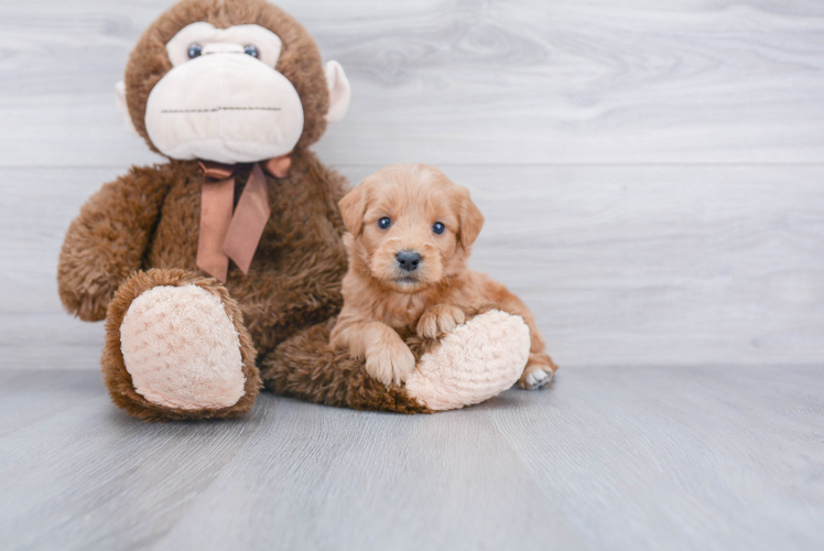 Popular Mini Goldendoodle Poodle Mix Pup