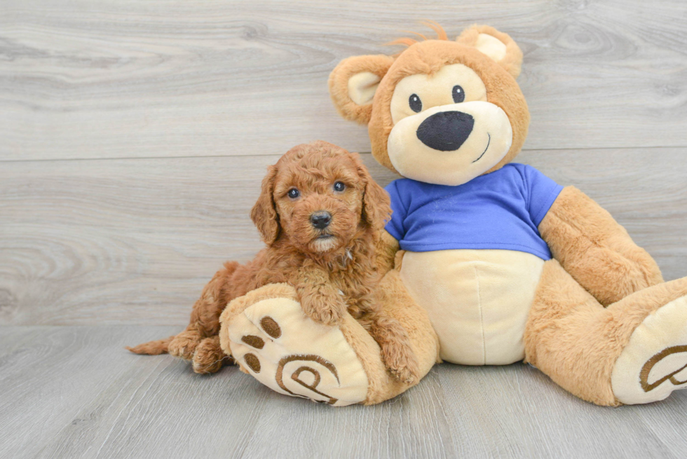 Best Mini Goldendoodle Baby