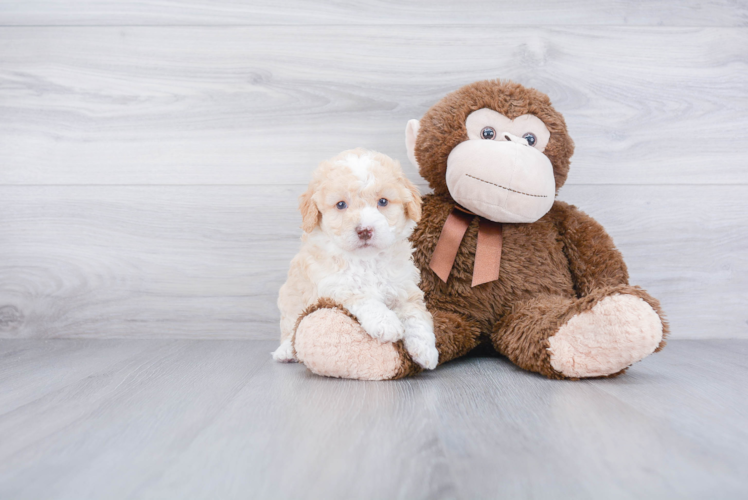 Mini Goldendoodle Pup Being Cute