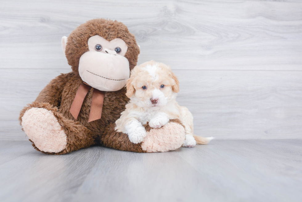 Mini Goldendoodle Pup Being Cute