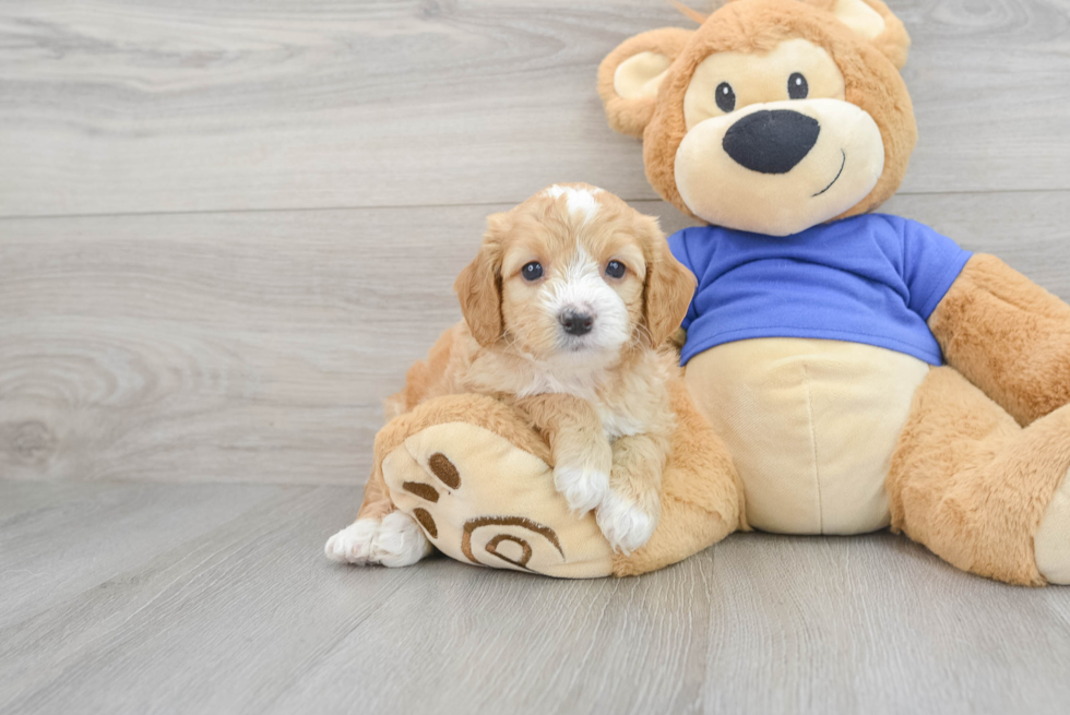 Best Mini Goldendoodle Baby